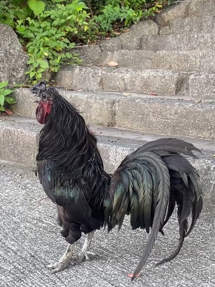 次の記事